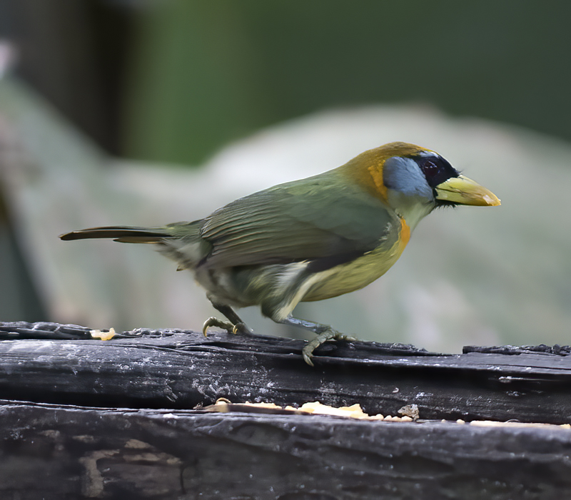 Red-headed_Barbet_18_Ecuador_042