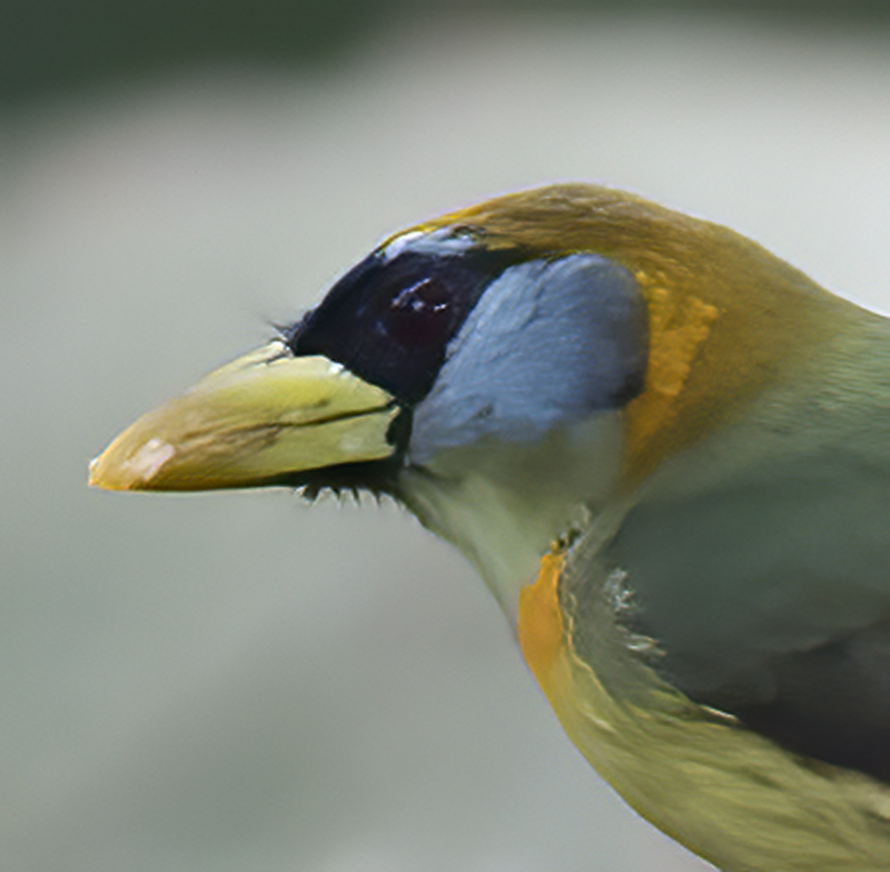 Red-headed_Barbet_18_Ecuador_042a