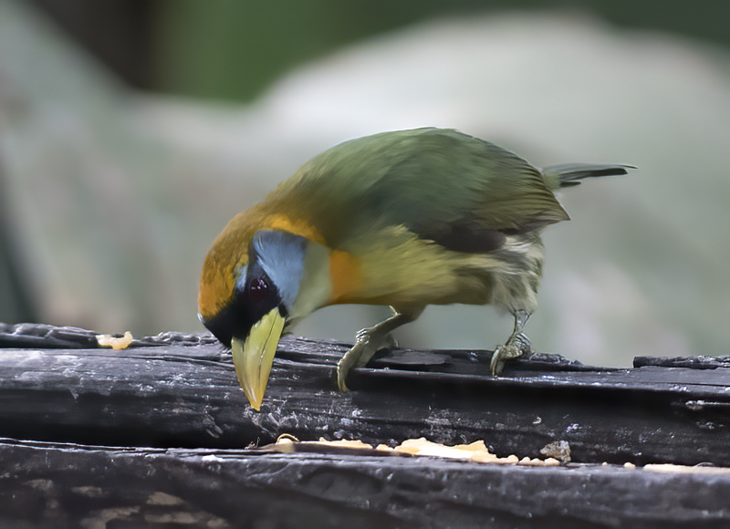 Red-headed_Barbet_18_Ecuador_046