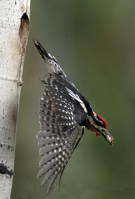 Red-napped_Sapsucker_23_Canada_L_522