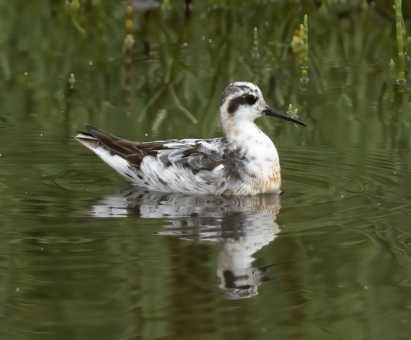 Red-necked_Phalarope_21_CA_007