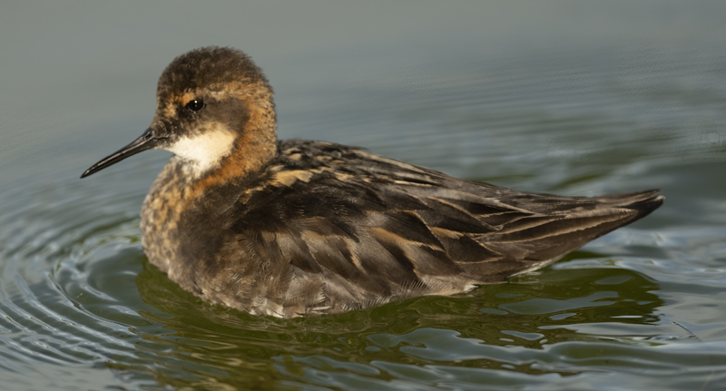 Red-necked_Phalarope_22_Iceland_257