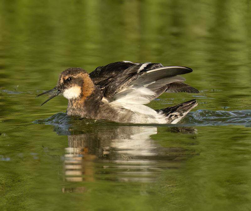 Red-necked_Phalarope_22_Iceland_259