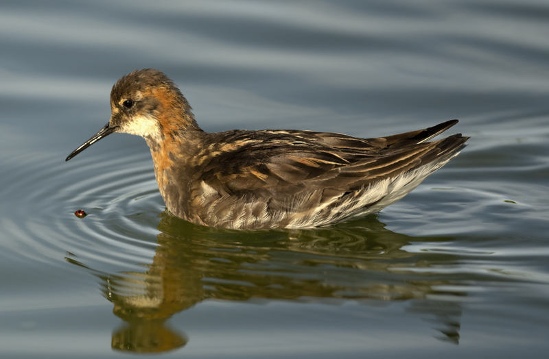 Red-necked_Phalarope_22_Iceland_263