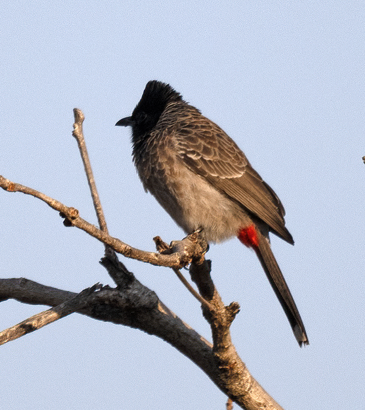 Red-vented_Bulbul_25_India_005