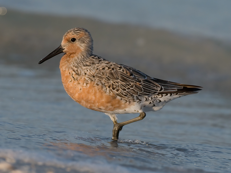 Red_Knot_10_FL_025