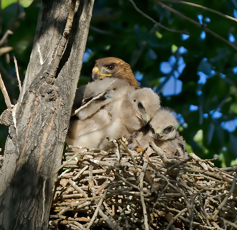 Red_Tailed_Hawk_13_CA_008