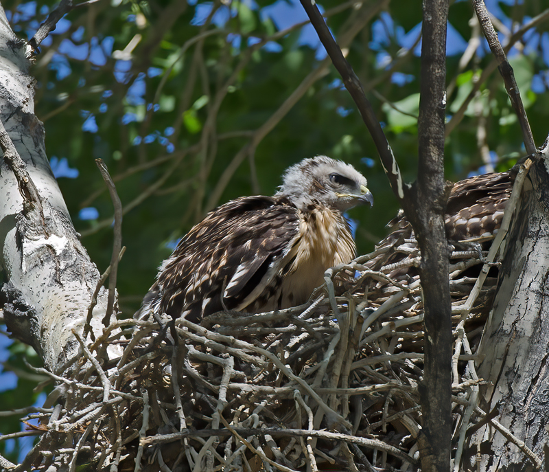 Red_Tailed_Hawk_13_CA_099