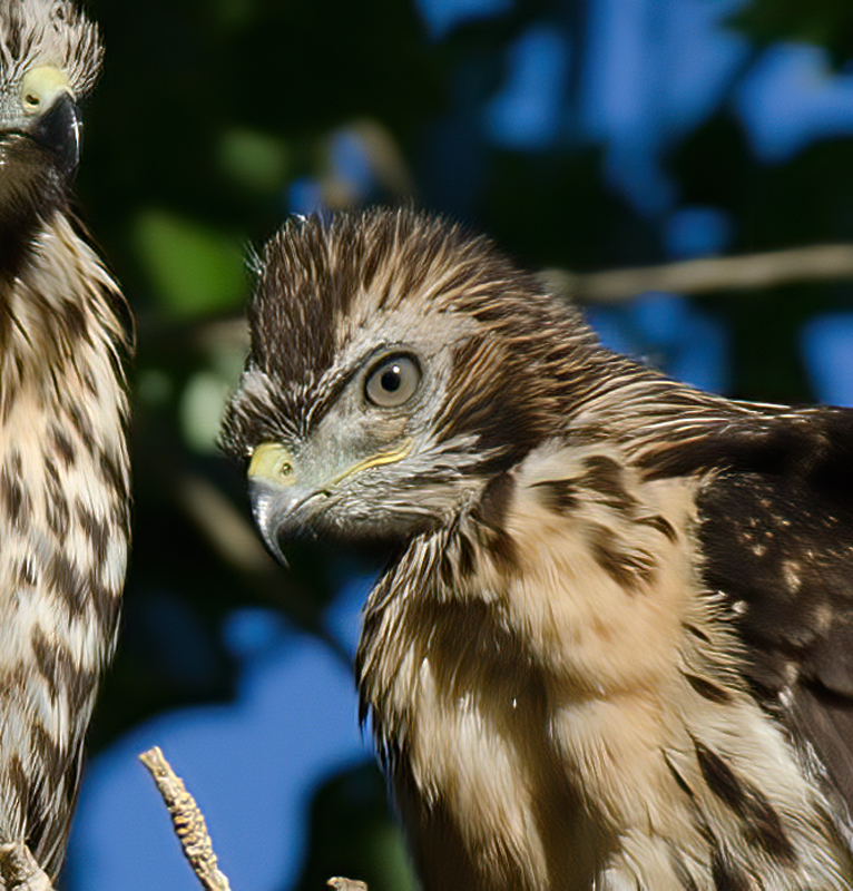 Red_Tailed_Hawk_13_CA_166