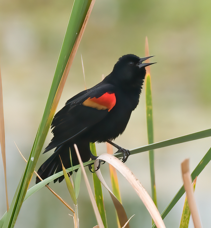 Red_Winged_Blackbird_09_FL_008