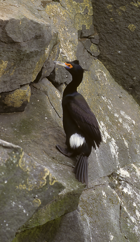 Red_faced_Cormorant_98_AK_003