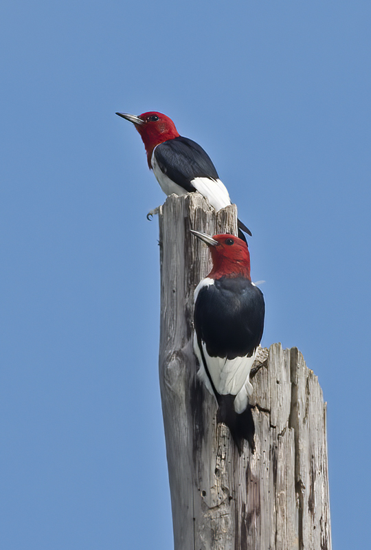 Red_headed_Woodpecker_15_MI_002