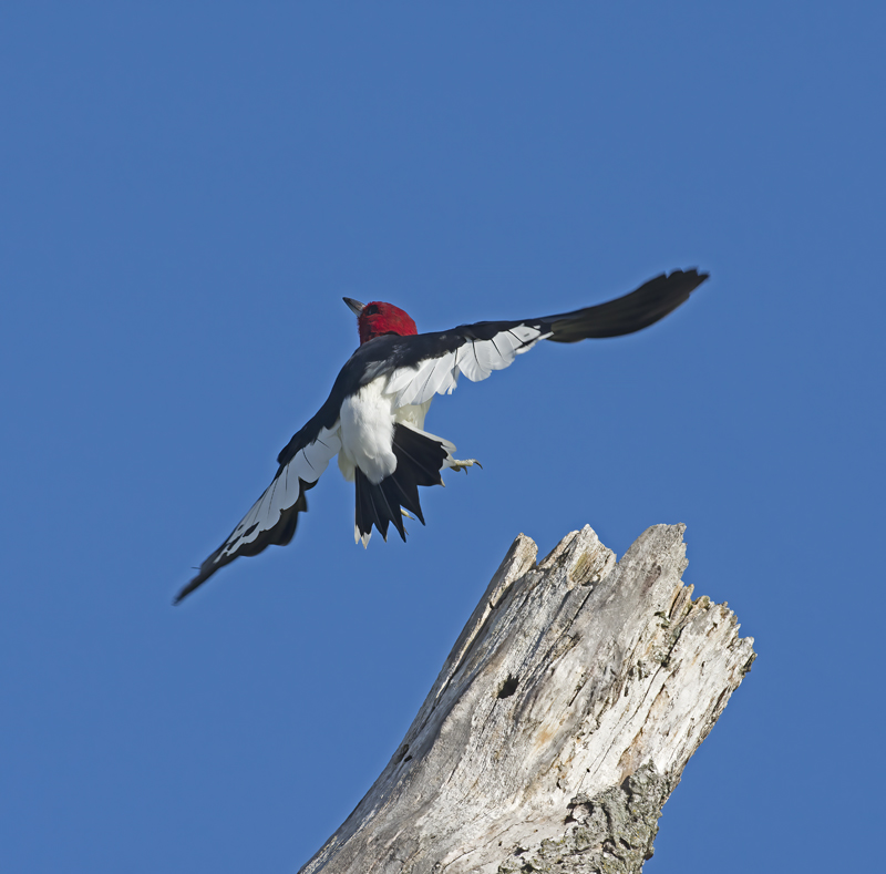 Red_headed_Woodpecker_15_MI_043