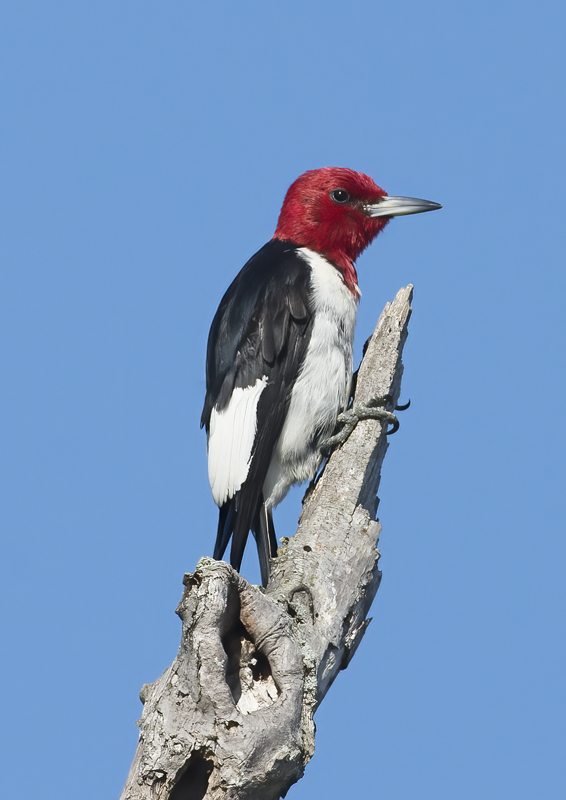 Red_headed_Woodpecker_15_MI_087
