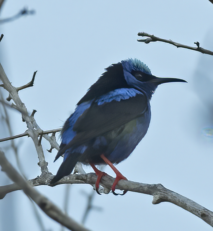 Red_legged_Honeycreeper_17_Costa_Rica_004