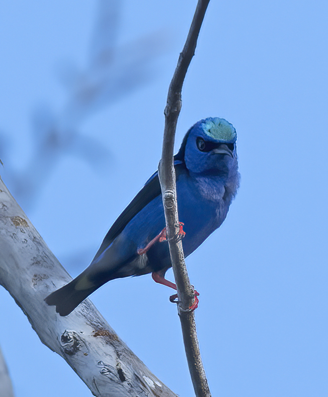 Red_legged_Honeycreeper_17_Costa_Rica_006