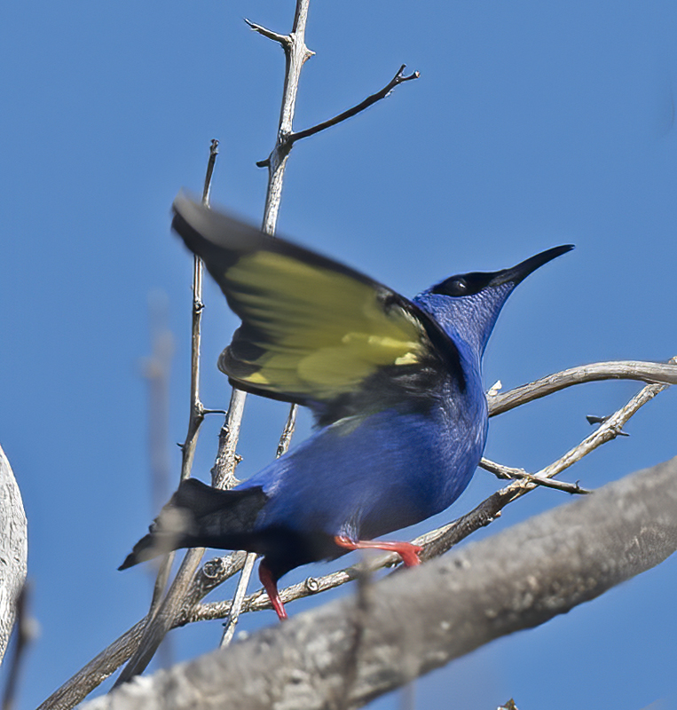 Red_legged_Honeycreeper_17_Costa_Rica_008