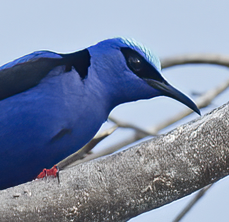 Red_legged_Honeycreeper_17_Costa_Rica_032