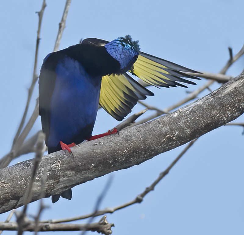 Red_legged_Honeycreeper_17_Costa_Rica_051