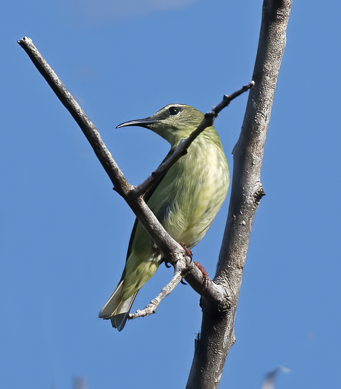 Red_legged_Honeycreeper_17_Costa_Rica_081