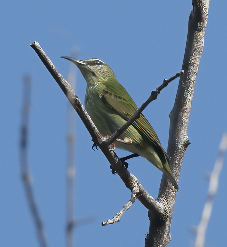 Red_legged_Honeycreeper_17_Costa_Rica_087