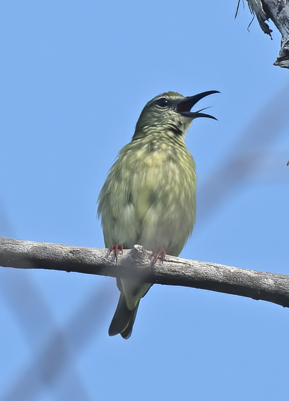 Red_legged_Honeycreeper_17_Costa_Rica_106