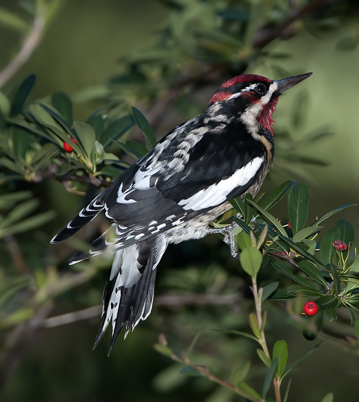 Red_naped_Sapsucker_14_AZ_015