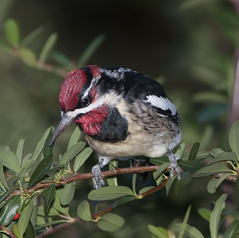 Red_naped_Sapsucker_14_AZ_016