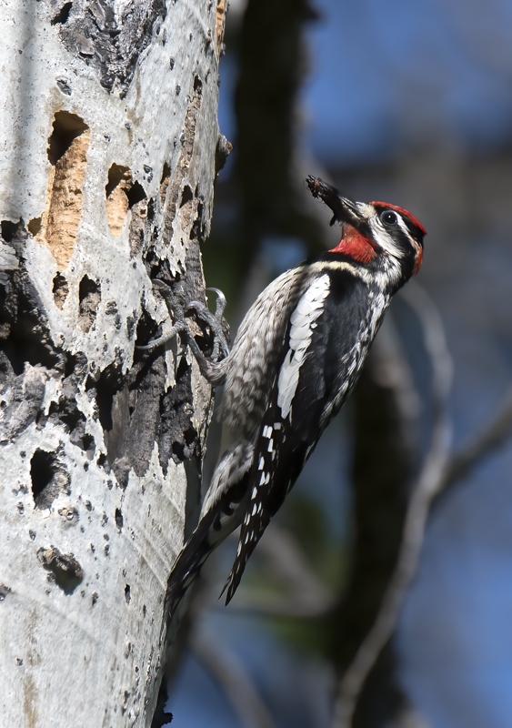 Red_naped_Sapsucker_17_OR_021