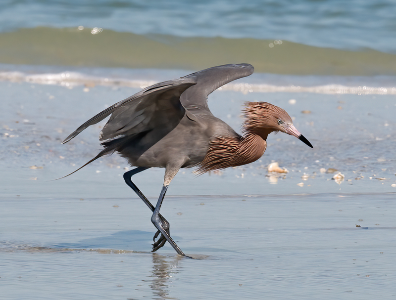 Reddish_Egret_09_FL_086