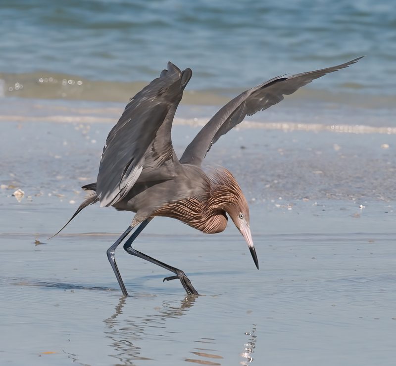 Reddish_Egret_09_FL_087