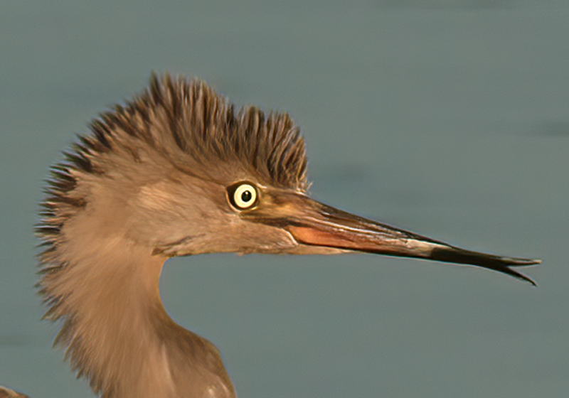 Reddish_Egret_10_FL_146a