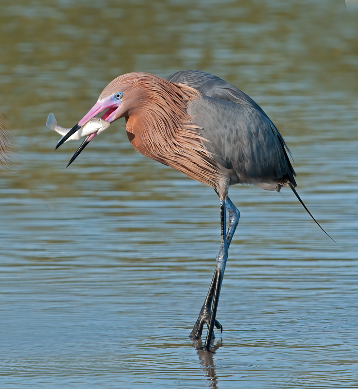 Reddish_Egret_11_FL_075