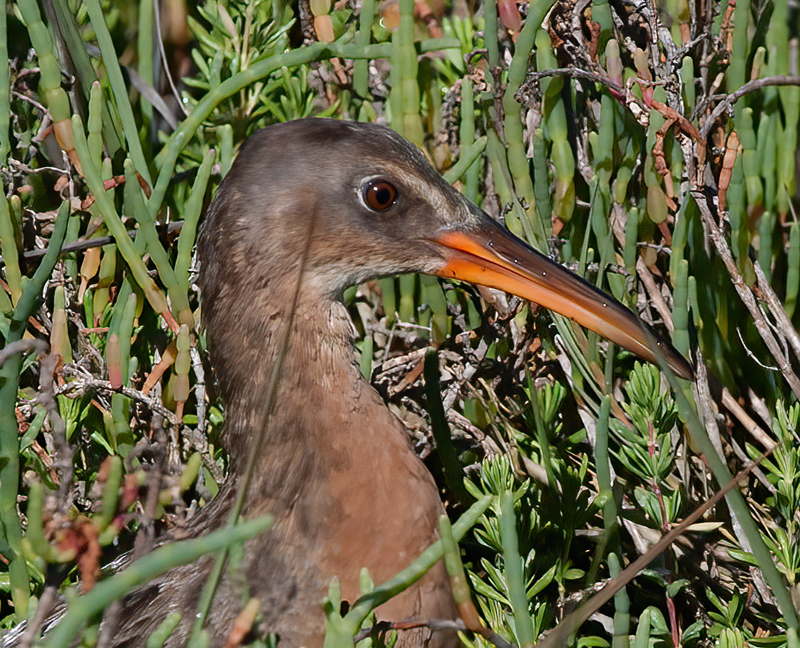 Ridgeways_Rail_14_CA_015
