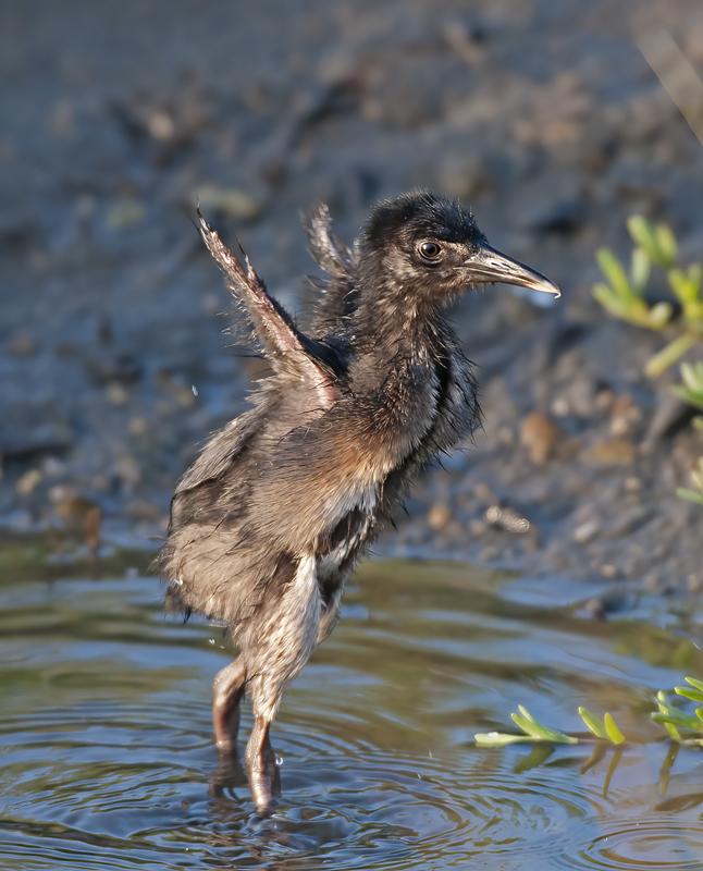 Ridgeways_Rail_14_CA_021