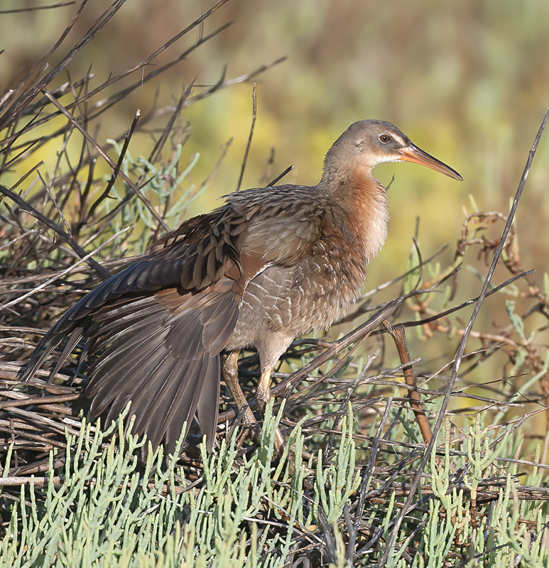 Ridgeways_Rail_14_CA_024