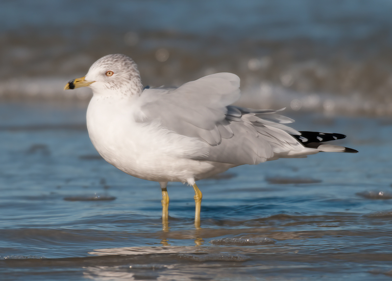 Ring_Billed_Gull_09_FL_004