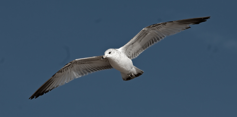 Ring_Billed_Gull_09_FL_011