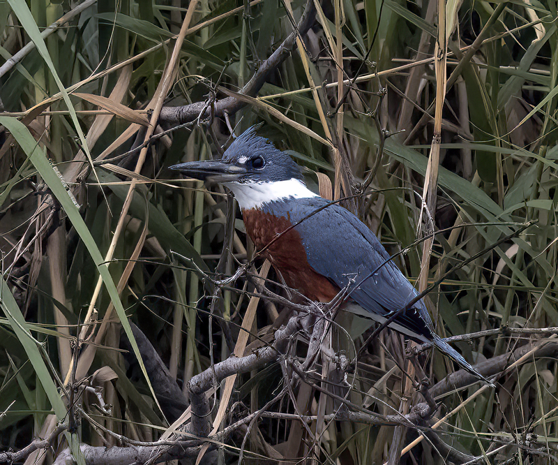 Ringed_Kingfisher_22_TX_067