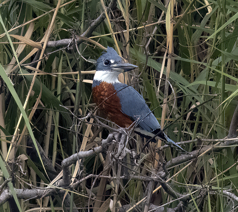 Ringed_Kingfisher_22_TX_070