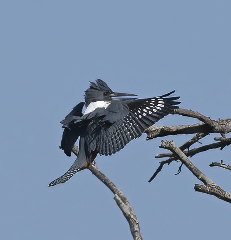 Ringed_Kingfisher_TX_18_081