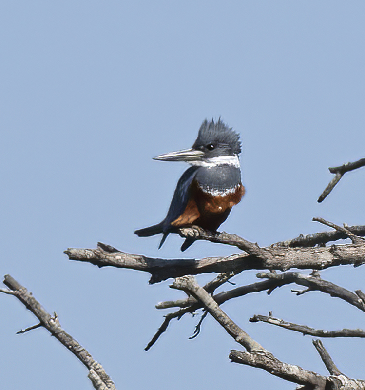 Ringed_Kingfisher_TX_18_093