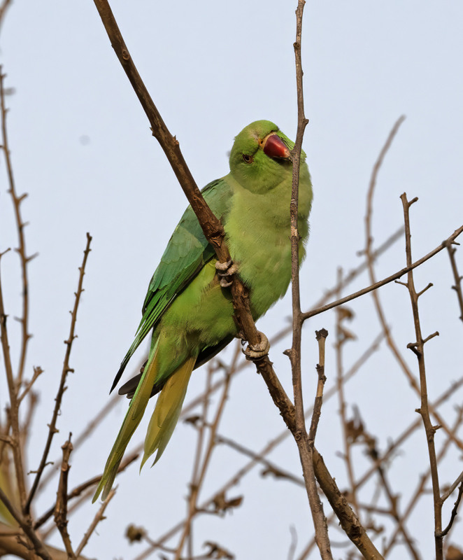 Rose-ringed_Parakeet_25_India_001