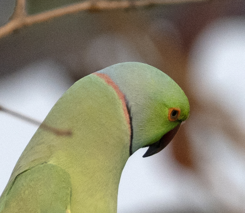 Rose-ringed_Parakeet_25_India_013