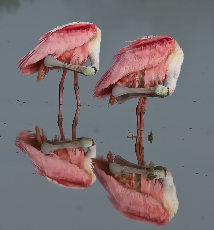 Roseate_Spoonbill_09_FL_227