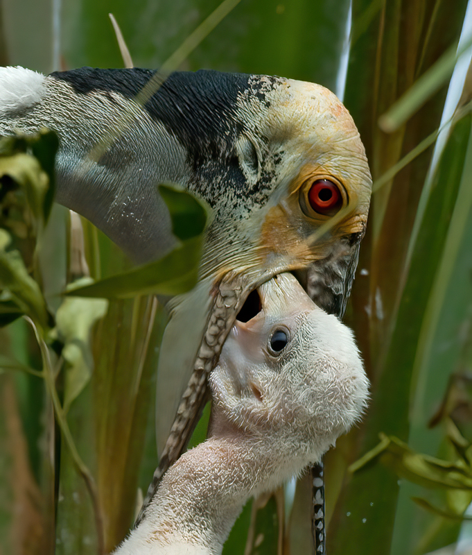 Roseate_Spoonbill_09_FL_267
