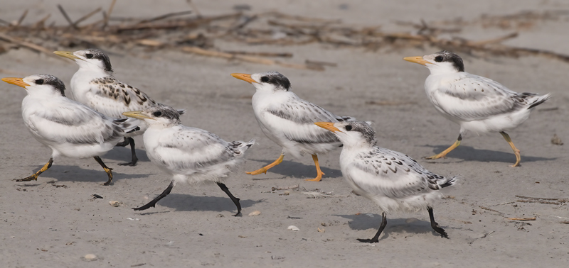 Royal_Tern_09_FL_133