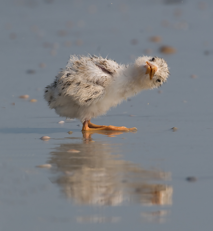 Royal_Tern_09_FL_499