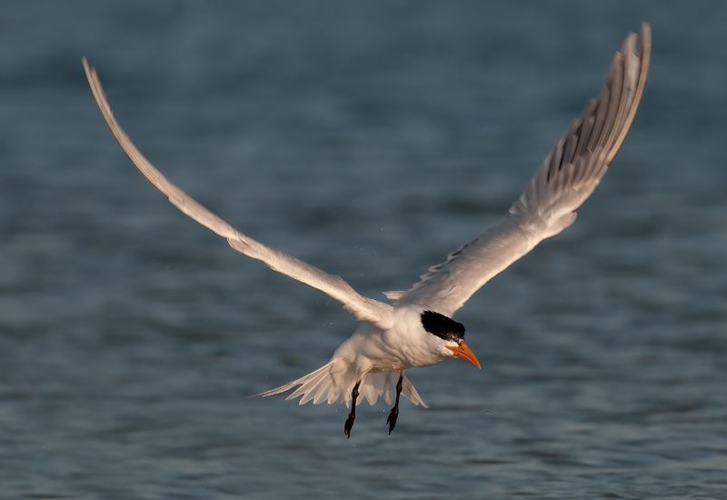 Royal_Tern_10_FL_029