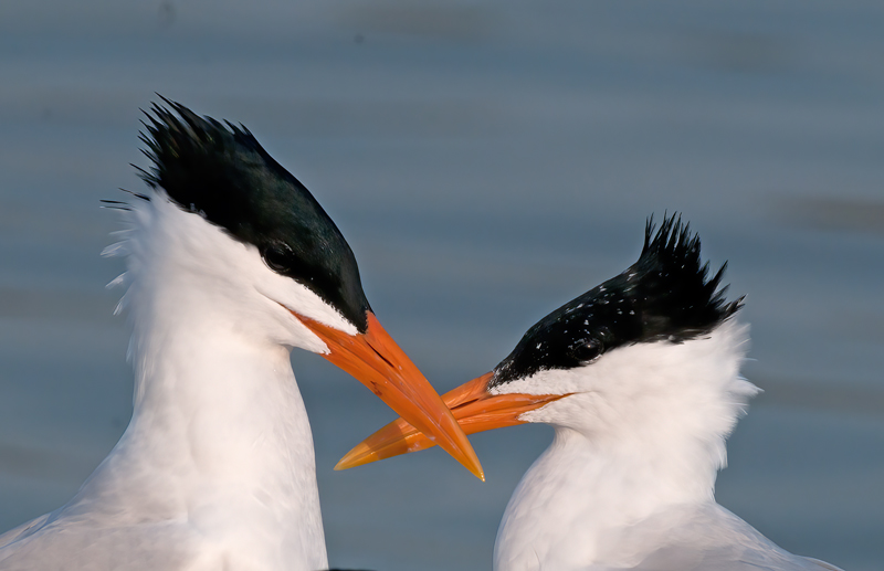 Royal_Tern_10_FL_064